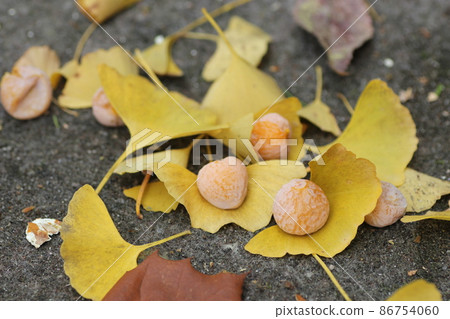 Picking up ginkgo nuts 86754060