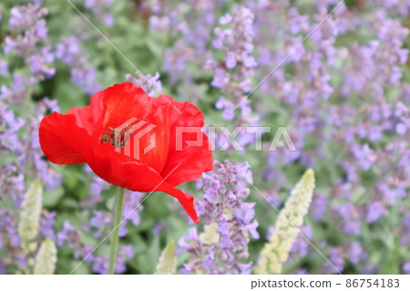 花園的罌粟花 86754183