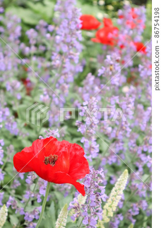 花園的罌粟花 86754198