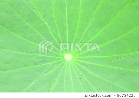 Texture leaf of lotus. Texture leaf of lotus. 86754225
