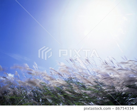 芒草秋景，賞月 86754334
