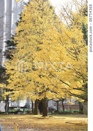 Autumnal leaves ginkgo tree 86754368