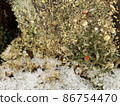 A world of small moss on a snowy day 86754470