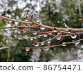 Branches of autumn leaves on a winter day with lots of raindrops 86754471