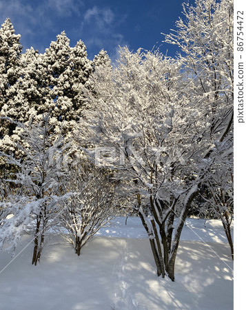 樹木與雪妝 樹木與雪妝 86754472