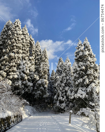 A snowy road leading to the depths of the cedar forest under the blue sky A snowy road leading to the depths of the cedar forest under the blue sky 86754474