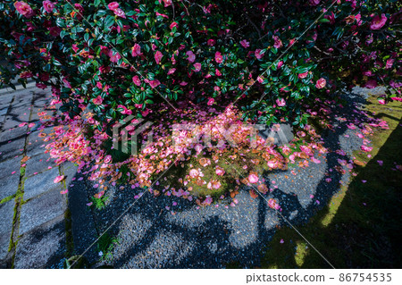 Photographed Jizouin, which is famous for the five-colored Yae-san camellia located in Kita-ku, Kyoto. Photographed Jizouin, which is famous for the five-colored Yae-san camellia located in Kita-ku, Kyoto. 86754535