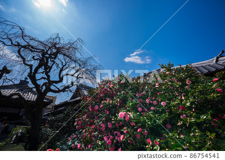 Photographed Jizouin, which is famous for the five-colored Yae-san camellia located in Kita-ku, Kyoto. 86754541