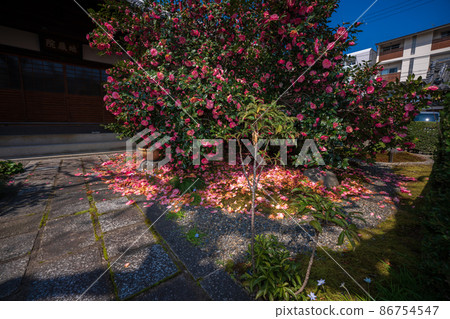 Photographed Jizouin, which is famous for the five-colored Yae-san camellia located in Kita-ku, Kyoto. 86754547
