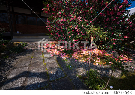 拍攝了以位於京都北區的五色八重山茶而聞名的地藏院。 86754548