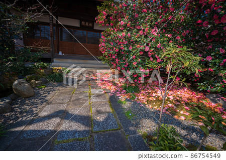 拍攝了以位於京都北區的五色八重山茶而聞名的地藏院。 拍攝了以位於京都北區的五色八重山茶而聞名的地藏院。 86754549