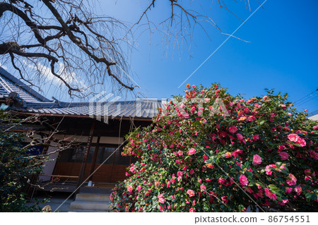 Photographed Jizouin, which is famous for the five-colored Yae-san camellia located in Kita-ku, Kyoto. 86754551
