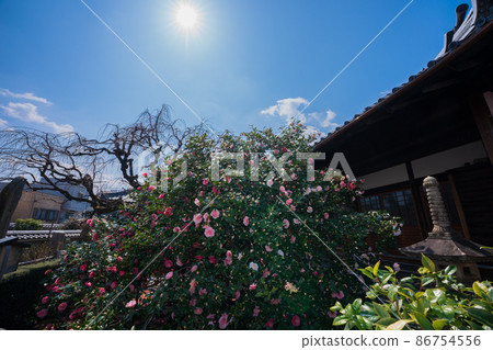 Photographed Jizouin, which is famous for the five-colored Yae-san camellia located in Kita-ku, Kyoto. 86754556