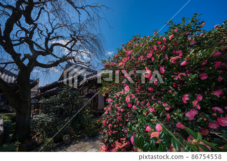 Photographed Jizouin, which is famous for the five-colored Yae-san camellia located in Kita-ku, Kyoto. 86754558