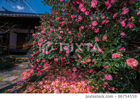 Photographed Jizouin, which is famous for the five-colored Yae-san camellia located in Kita-ku, Kyoto. 86754559