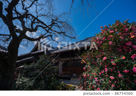 Photographed Jizouin, which is famous for the five-colored Yae-san camellia located in Kita-ku, Kyoto. 86754560