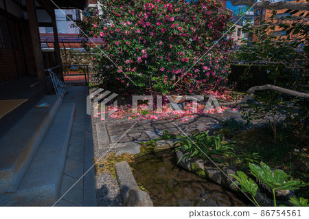 拍攝了以位於京都北區的五色八重山茶而聞名的地藏院。 86754561