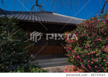 Photographed Jizouin, which is famous for the five-colored Yae-san camellia located in Kita-ku, Kyoto. 86754563