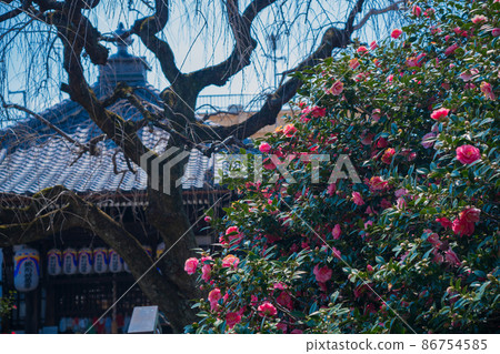 Photographed Jizouin, which is famous for the five-colored Yae-san camellia located in Kita-ku, Kyoto. Photographed Jizouin, which is famous for the five-colored Yae-san camellia located in Kita-ku, Kyoto. 86754585