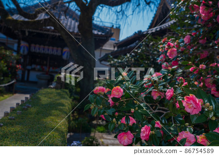 Photographed Jizouin, which is famous for the five-colored Yae-san camellia located in Kita-ku, Kyoto. 86754589