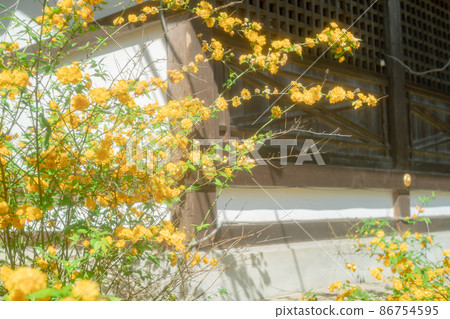 Photographed Jizouin, which is famous for the five-colored Yae-san camellia located in Kita-ku, Kyoto. 86754595