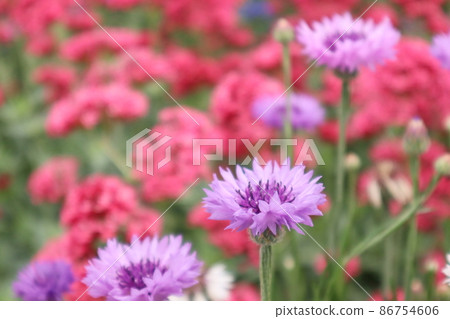 Cornflowers and flower fields 86754606