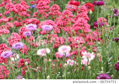 Cornflowers and flower fields 86754753