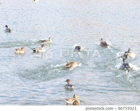 Winter bird migratory bird duck Winter bird migratory bird duck 86755021