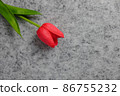 Tulip flower on gray background, Red tulip, Valentine's day background used for desktop wallpaper or website design. 86755232