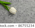 Tulip flower on gray background, white tulip, Valentine's day background used for desktop wallpaper or website design. 86755234