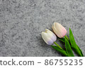 Tulips flower on gray background, white tulips, Valentine's day background used for desktop wallpaper or website design. 86755235