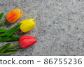 Tulips flower on gray background, colorful tulips, Valentine's day background used for desktop wallpaper or website design. 86755236