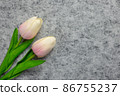 Tulips flower on gray background, white tulips, Valentine's day background used for desktop wallpaper or website design. 86755237