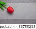 Tulip flower on gray background, Red tulip, Valentine's day background used for desktop wallpaper or website design. 86755238