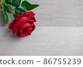 Rose flower on gray background, Valentine's day background used for desktop wallpaper or website design. 86755239