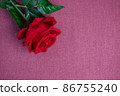 Rose flower on violet background, Valentine's day background used for desktop wallpaper or website design. 86755240
