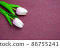 Tulips flower on violet background, white tulips, Valentine's day background used for desktop wallpaper or website design. 86755241