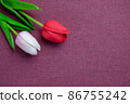 Tulips flower on violet background, white and red tulips, Valentine's day background used for desktop wallpaper or website design. 86755242