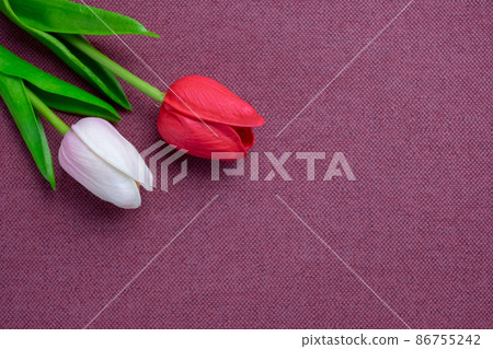 Tulips flower on violet background, white and red tulips, Valentine's day background used for desktop wallpaper or website design. Tulips flower on violet background, white and red tulips, Valentine's day background used for desktop wallpaper or website design. 86755242
