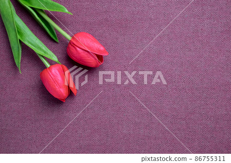 Tulips flower on violet background, red tulips, Valentine's day background used for desktop wallpaper or website design. Tulips flower on violet background, red tulips, Valentine's day background used for desktop wallpaper or website design. 86755311