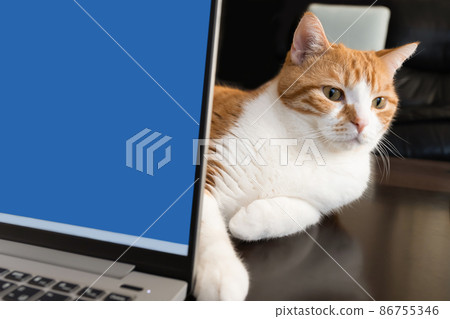 A brown-white cat that gets in the way of work behind a laptop 86755346