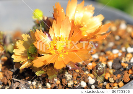 Orange Fukujusou flowers with notches in the petals Orange Fukujusou flowers with notches in the petals 86755506