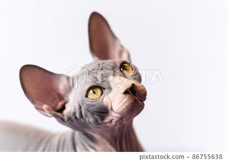 Portrait of Canadian Sphynx kitty with friendly look of shiny yellow eyes against white background. Color of male kitten is blue and white. Concepts and ideas of emotional support animal. Copy space Portrait of Canadian Sphynx kitty with friendly look of shiny yellow eyes against white background. Color of male kitten is blue and white. Concepts and ideas of emotional support animal. Copy space 86755638