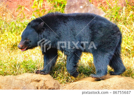 放大行走的日本黑熊 放大行走的日本黑熊 86755687