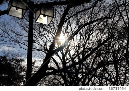 Walking around Gifu Park in winter ・ 38 (near Gifu Park, Gifu City) Walking around Gifu Park in winter ・ 38 (near Gifu Park, Gifu City) 86755964