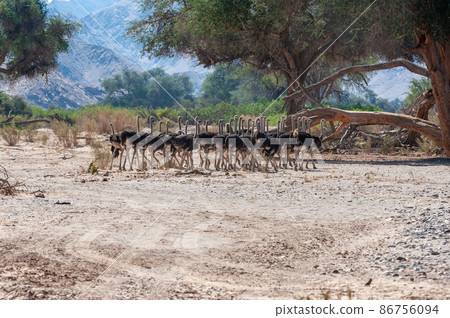 A group of Ostriches crossing a dirt road in Namibia 86756094
