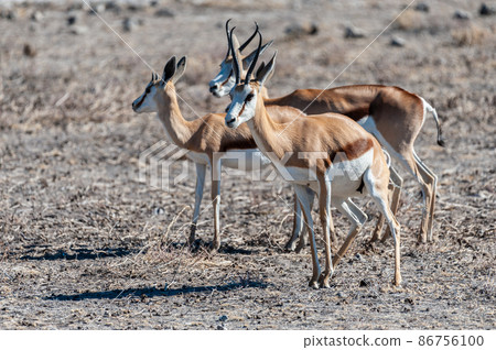 Impalas in Etosha National Park Impalas in Etosha National Park 86756100
