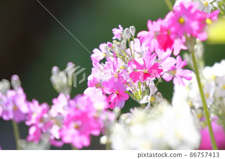 Adorable primrose flowers 86757413