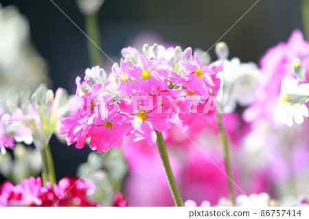 Adorable primrose flowers 86757414