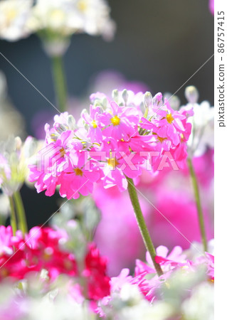 Adorable primrose flowers 86757415